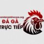 ĐÁ GÀ TRỰC TIẾP