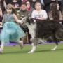 Westminster Dog Show 2019