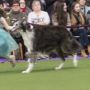 Westminster Dog Show 2019