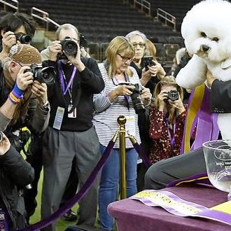 https://westminsterclubdogshow.de/live