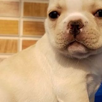 French Bulldogs For Sale