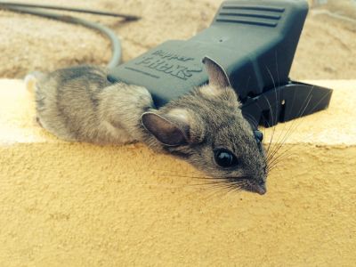 There%20are%20several%20companies%20that%20offer%20a%20wide%20variety%20of%20pest%20removal%20services%20for%20offices%20and%20homes.%20They%20give%20solutions%20to%20serious%20cockroach%20issues%2C%20pest%20removal%2C%20bedbug%20issues%20and%20mouse%20removal%20services.%20%3Ca%20href%3D%22https%3A//thepiedpiper.co.uk/rats-residential/%22%20class%3D%22ow_autolink%22%20target%3D%22_blank%22%20rel%3D%22nofollow%22%3Ehttps%3A//thepiedpiper.co.uk/rats-residential/%3C/a%3E