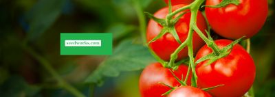 Hybrid Tomato Seeds Suppliers in India -We are the best hybrid tomato seeds, vegetable seeds manufacturers in India. Seedworks is the best Manufacturer Exporter Supplier of Hybrid Tomato Seeds, hybrid tomato seeds suppliers in India.  Website - https://www.seedworks.com/tomato-seeds/