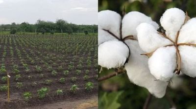 Cotton Seeds Company in India -SeedWorks is committed towards delivering unique and value driven products for diverse Indian geography and segments. With our research capabilities, and rigorous processes we have built a strong portfolio catering to need of cotton growers. Website - https://www.seedworks.com/cotton-seeds/