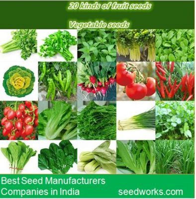 Vegetable Seeds Manufacturers in India -We are the best hybrid tomato seeds, vegetable seeds manufacturers in India. Seedworks is a best Manufacturer Exporter Supplier of Hybrid Tomato Seeds, hybrid tomato seeds suppliers in India. 

Website - https://www.seedworks.com/tomato-seeds/