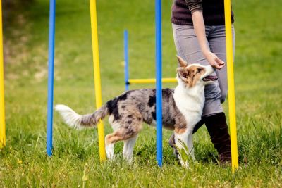 Personalized 1 on 1 dog training sessions cater specifically to addressing aggression issues, ensuring a harmonious relationship between you and your pet. Experienced dog trainers and behaviorists utilize effective techniques to transform your dog's behavior, making walks and interactions stress-free. https://dogtraininginlondon.co.uk/