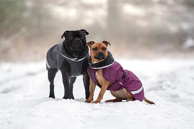 A dachshund jacket is a must-have for this breed, offering comfort and warmth during colder months. These jackets are specially tailored to fit the dachshund's unique build. They provide essential protection from the elements while allowing your dog to move freely and comfortably. https://www.doggiecoats.co.uk/our-coats/trouser-suit/trouser-suit-waterproof-dog-coat